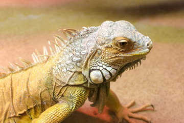 Green iguana (Iguana iguana), close-up photo