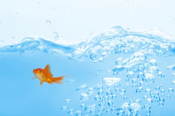 Composite image of goldfish against white background