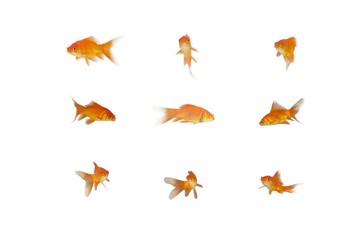 Side view of fish swimming © vectorfusionart