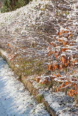 winter hedgerow
