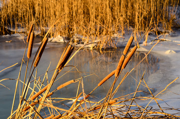 Mature flower spike of the bulrush plant