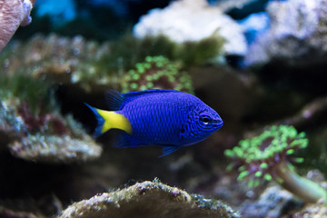 Fototapeta na wymiar Fish among corals