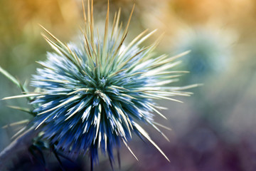 Obraz premium Round blossom with spikes
