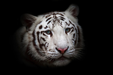 White tiger