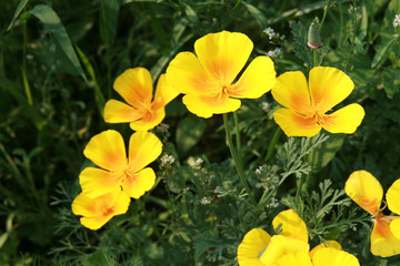 Fototapeta na wymiar yellow wildflowers