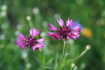 Obraz premium carnation