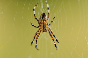 spider