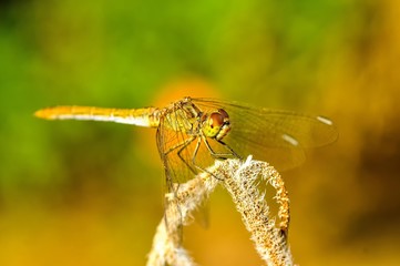dragonfly