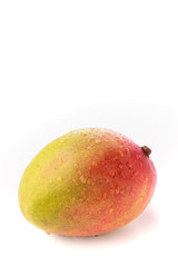 One whole red and yellow mango with water droplets on a white background