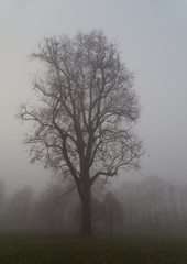 Bäume im Nebel. Winterlandschaft.