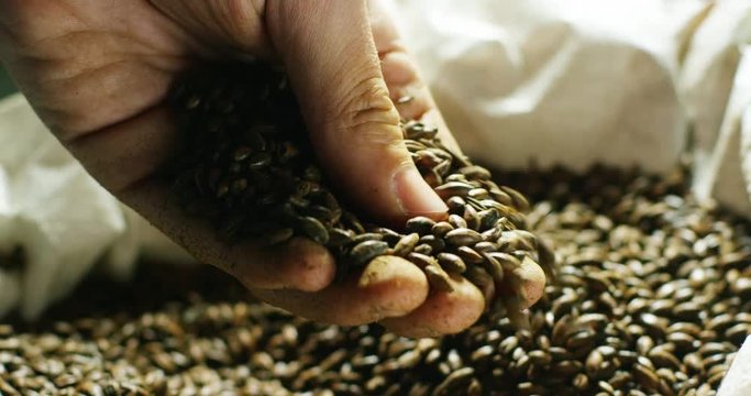 toasted barley malt to make dark and light beer. concept of nature and creation of natural products such as beer and fresh hops. organic and natural malt for brewmaster