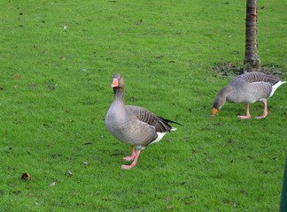 goose 
