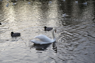 swan and ducks on a lake 