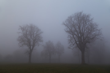 Bäume im Nebel. Winterlandschaft.