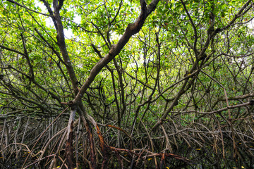 Mangroven in den Everglades