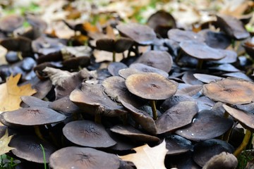 Details of wild mushrooms from forest 