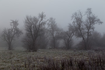 Bäume im Nebel. Winterlandschaft.