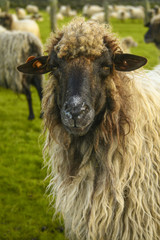 Sheeps feeding on field.