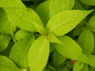 Leucosceptrum japonicum 'Golden Angel' -  Japanese shrub mint 