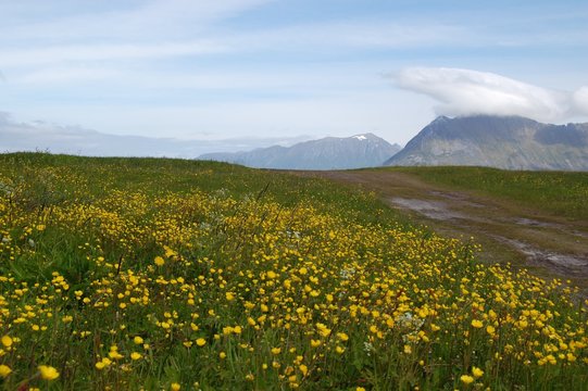 Sommar&auml;ng p&aring; Lofoten