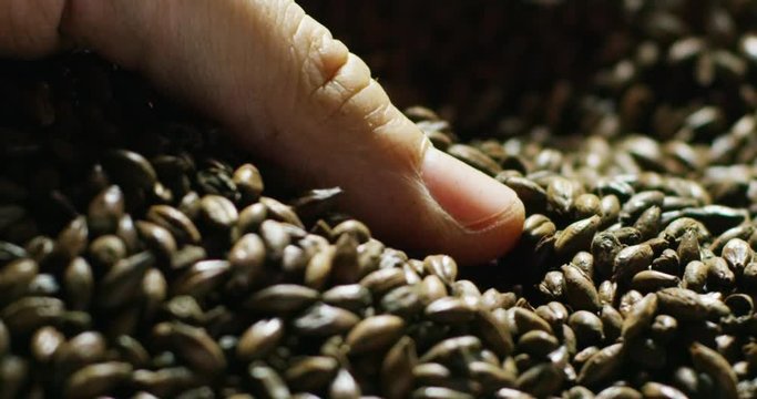 toasted barley malt to make dark and light beer. concept of nature and creation of natural products such as beer and fresh hops. organic and natural malt for brewmaster