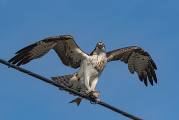OSPREY
