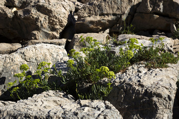 Agrimony - authentic dalmatian vegetation