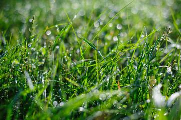 Fototapeta na wymiar green grass and dew in summer Park