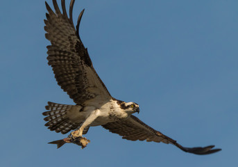 Osprey