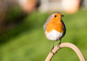 Tame and friendly robin