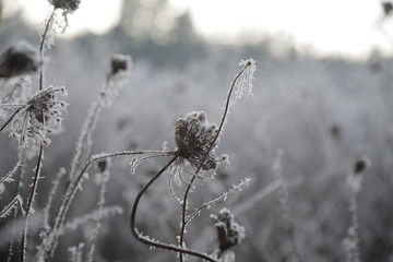 Winterlandschaft mit Raureif