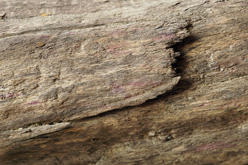 Part of the old worm-eaten wood