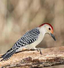 Red-bellied Woodpecker