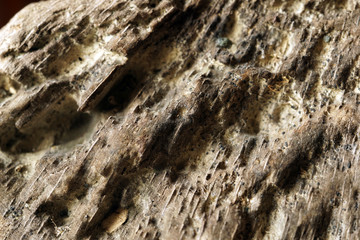 Part of the old worm-eaten wood