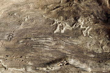 Part of the old worm-eaten wood