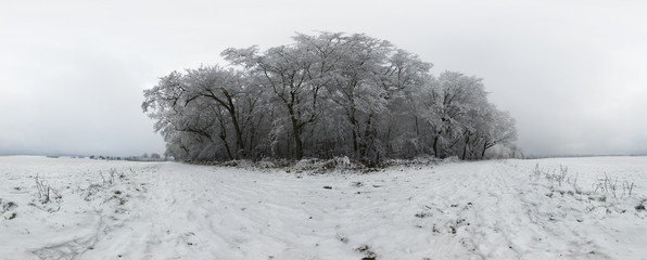 Beautiful winter forest 360 degrees panorama