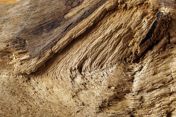 Part of the old worm-eaten wood
