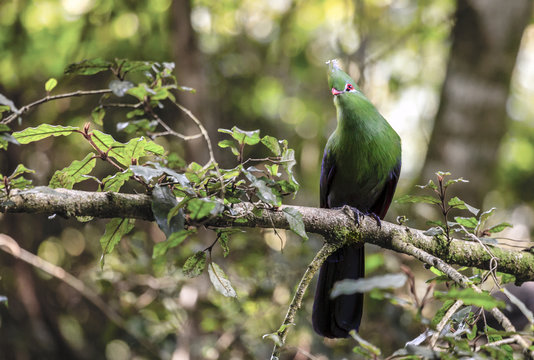 Knysna Turaco