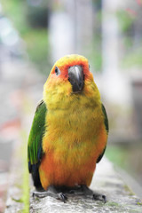 Young Sun Conure parrot standing on the ground - Soft Focus