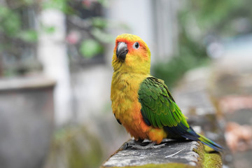 Young Sun Conure parrot standing on the ground - Soft Focus