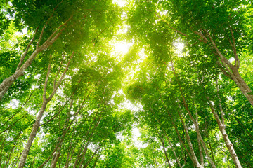 Trees with morning light