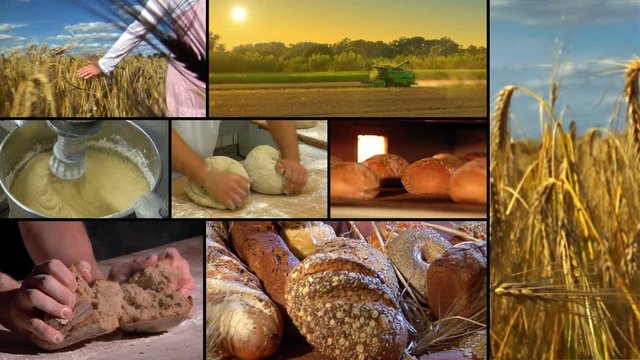A german bakery montage / compilation from wheat to bread. 10865
