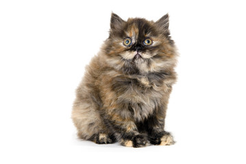 Long hair tricolor kitten seated white background