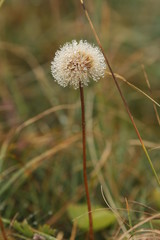 Blume mit Wassertropfen