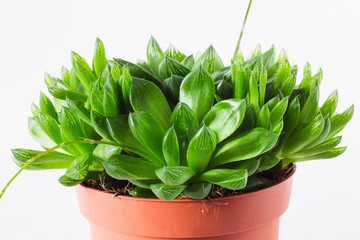 Background that creates an optical illusion of glassware