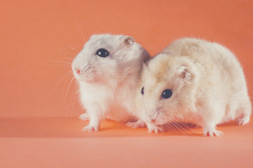 vintage photo of the couple hamsters