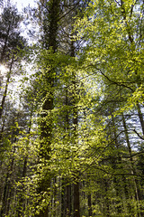 Firestone, early beech leaves