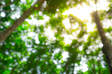 Trees with morning light blur.