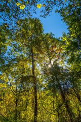 Fall foliage in West Virginia