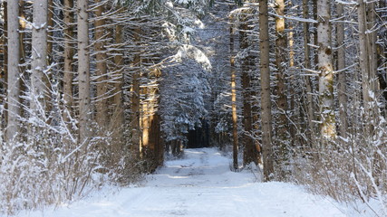 Winter Landscape and Forest